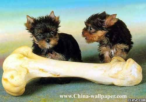 图片载入中